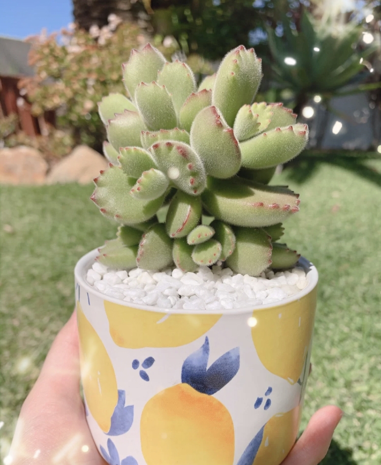 多肉植物:熊童子