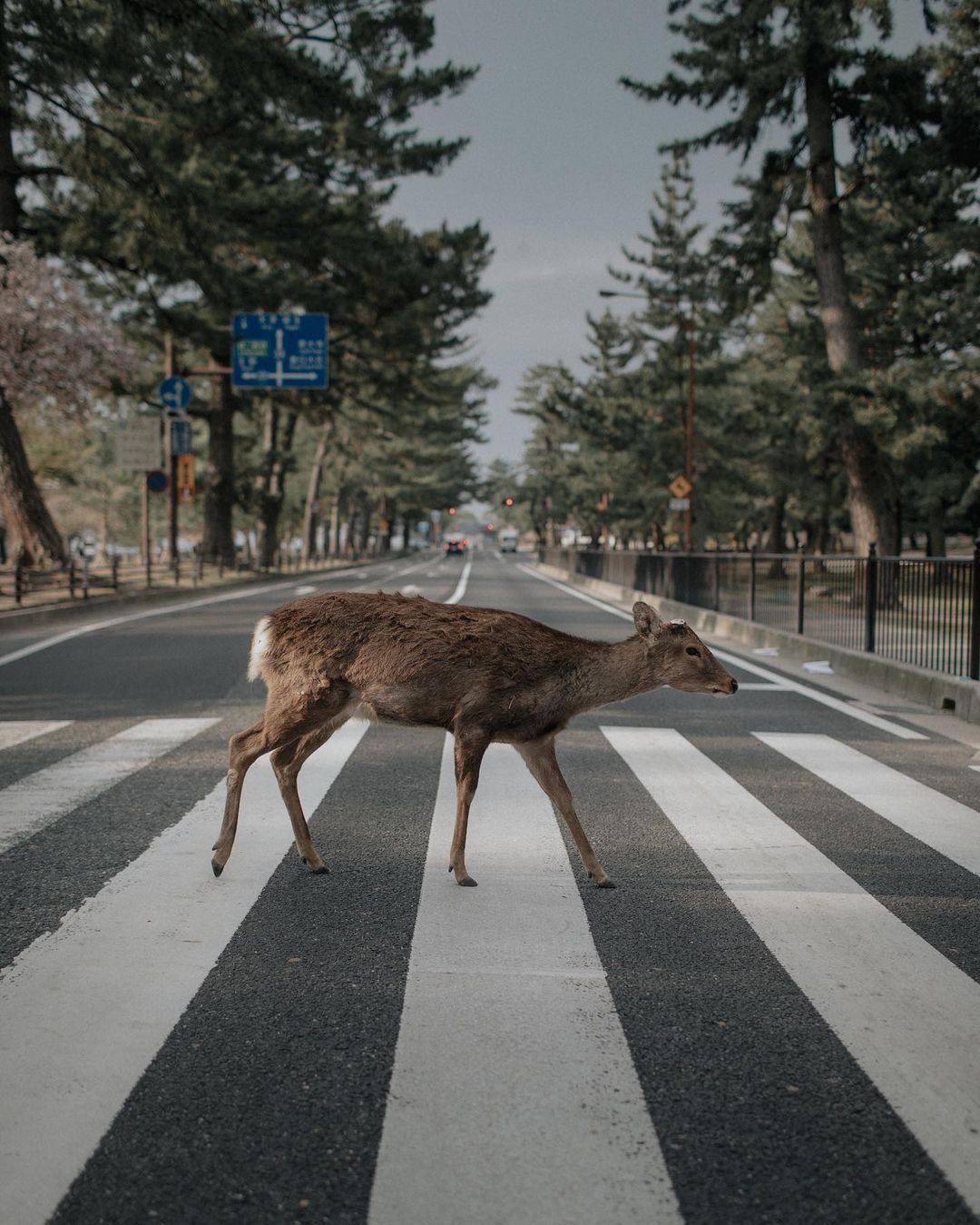 居住於新加坡的攝影師 Yik Keat 也拍攝過很多日本美景。