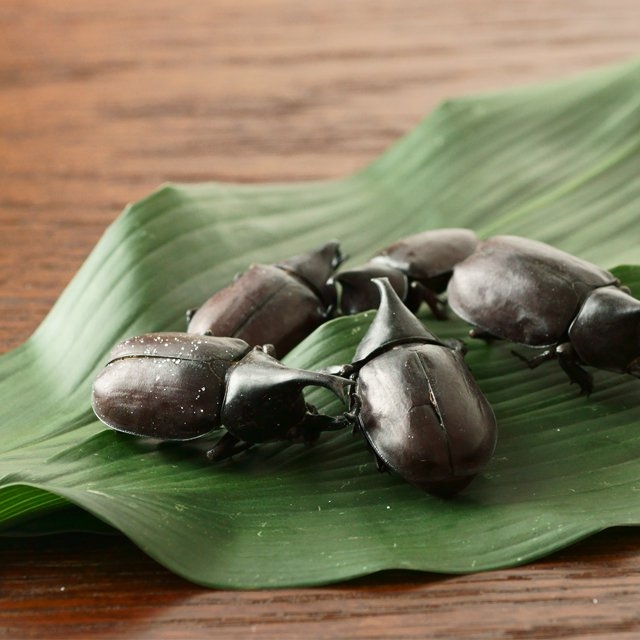 TAKENO 所使用的昆蟲都是特別挑選，比外面市售更加肥美。