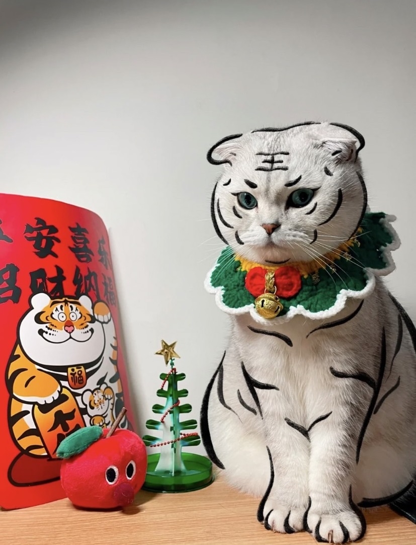 白貓則是稀有的白虎