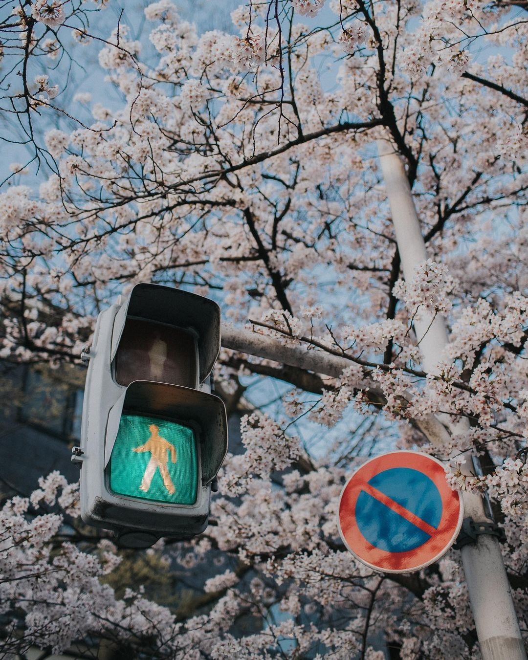 Yik Keat 所攝的日本櫻花與交通號誌。