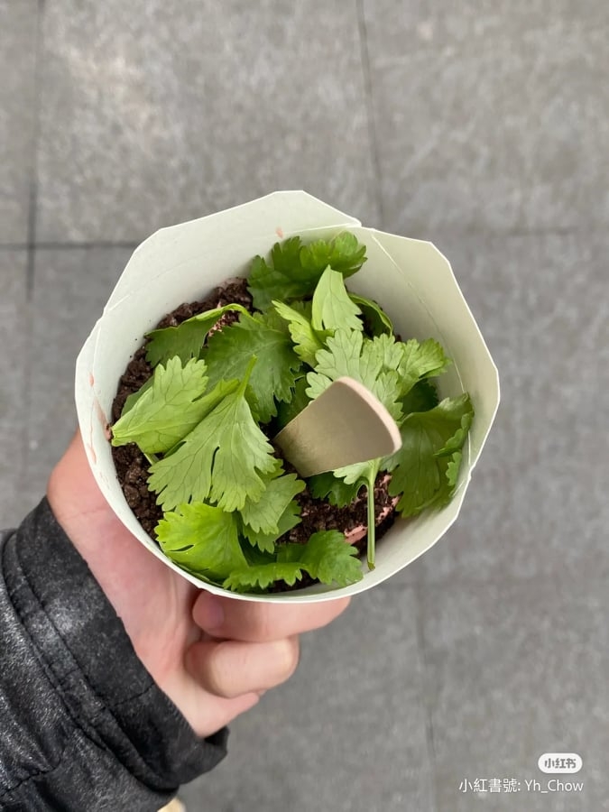 香菜冰旋風的用料,讓網友直呼「簡單粗暴」