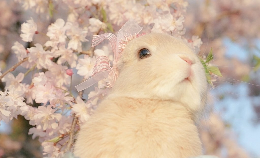 飼主為兔兔拍攝美照