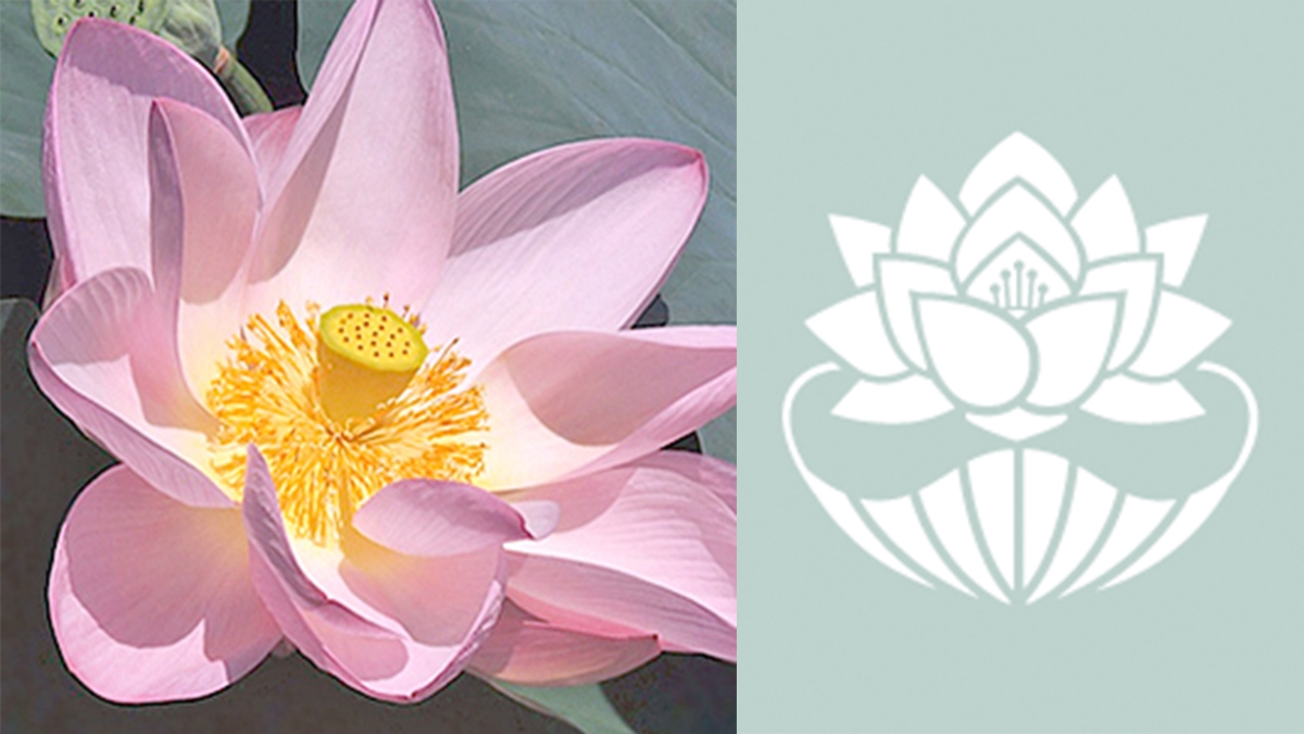 7月24日生的代表花則是「蓮花」