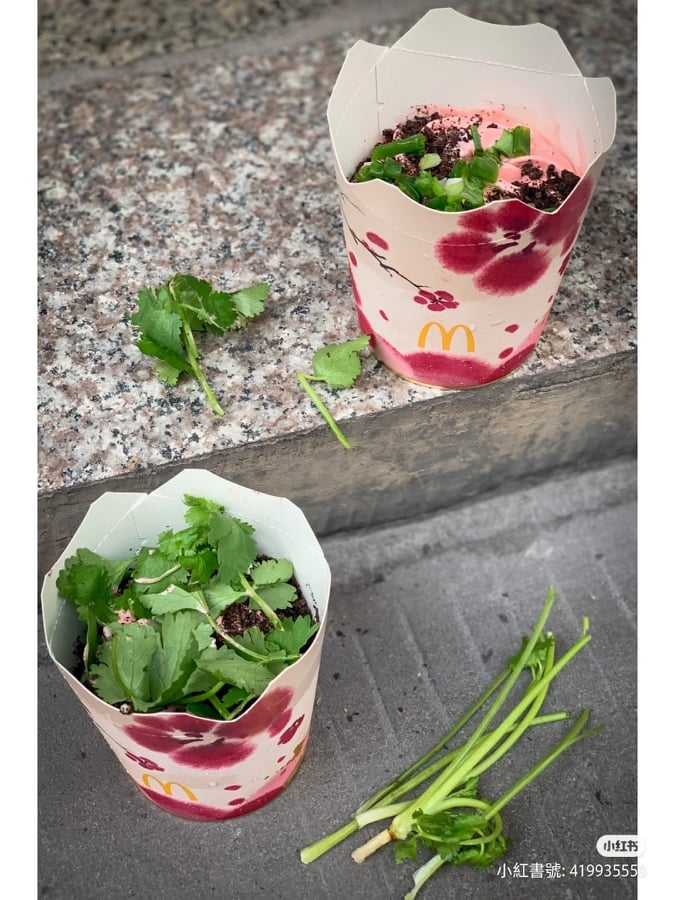 大家第一次看到如此綠意盎然的冰炫風