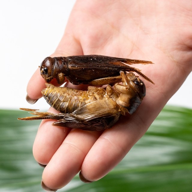 TAKENO 所使用的昆蟲都是特別挑選，比外面市售更加肥美。