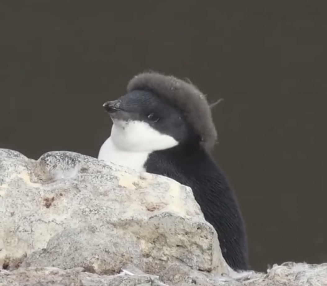 企鵝的貴婦時尚♡企鵝長大後「絨毛沒褪乾淨」頭頂像戴一頂貝雷帽