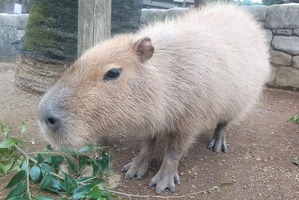 園方人員表示，PORU平時就很喜歡泡溫泉。 