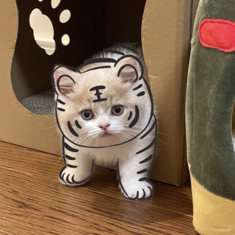 零成本畫畫方式在飼主間發燒