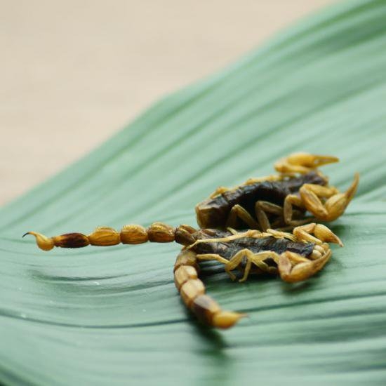 TAKENO 所使用的昆蟲都是特別挑選，比外面市售更加肥美。