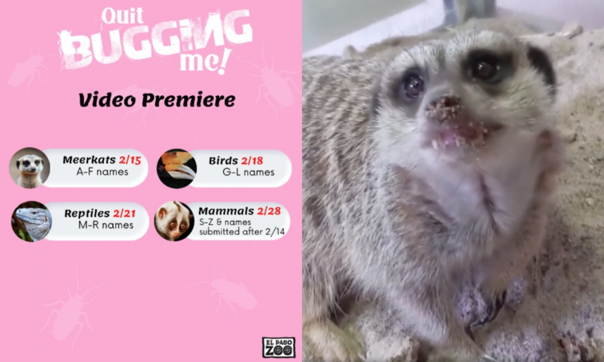 「拿代表前任的小強餵食狐獴與園區內動物」的活動,可自由選擇要不要捐款。