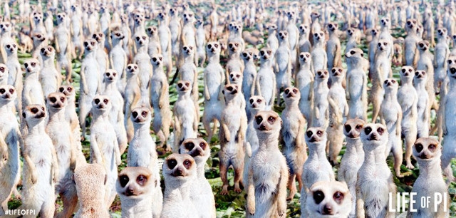在《少年Pi的奇幻漂流(Life Of Pi )》中,有狐獴出現的片段曾受到熱烈討論。