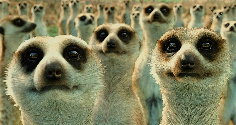 狐獴以昆蟲為食。