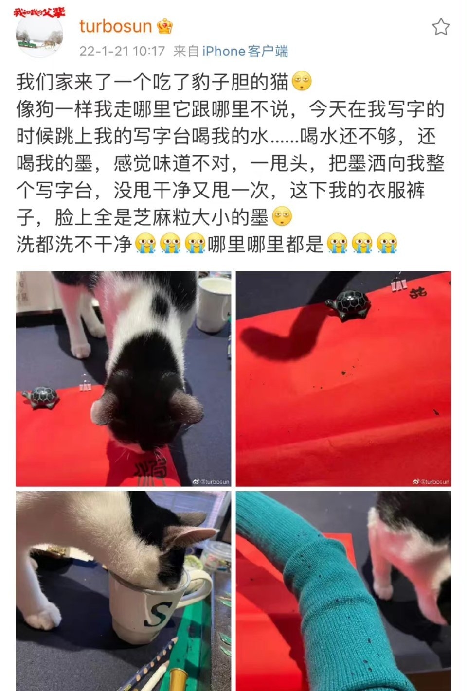 連娘娘都拿貓咪沒轍