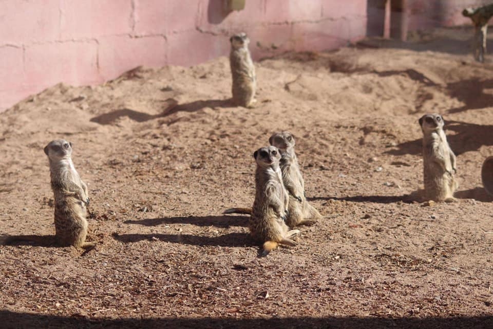 狐獴的模樣相當可愛,是許多動物園中的人氣王。