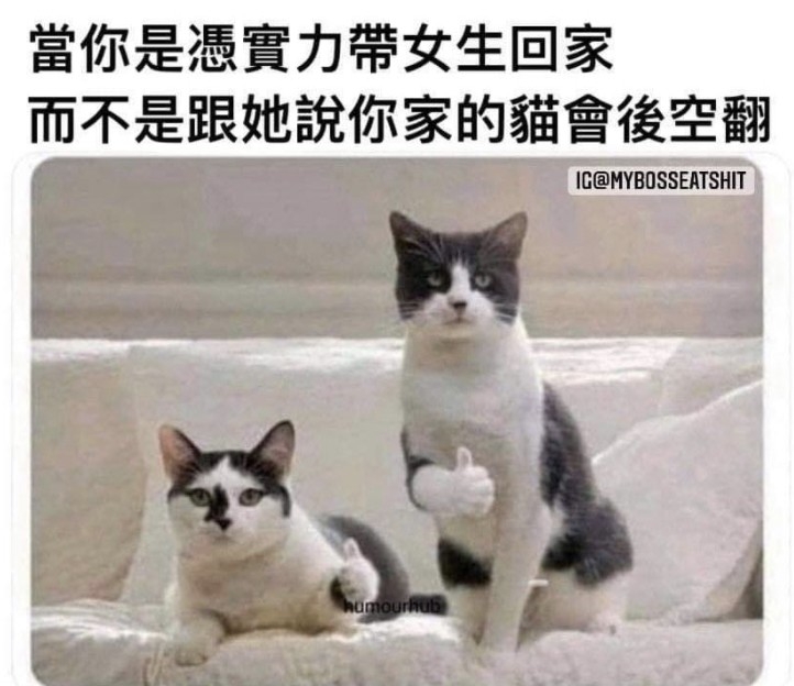 「我家的貓會後空翻」是網路用來調侃男生用寵物當藉口，來約心儀女生回家的句子。