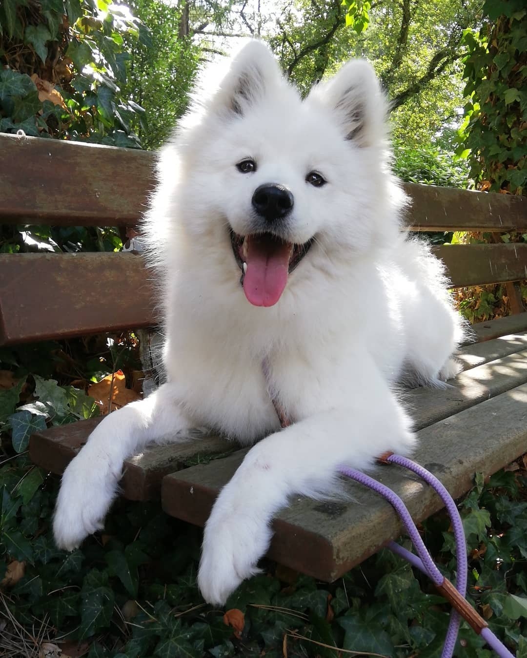 薩摩耶犬陽光燦爛笑容