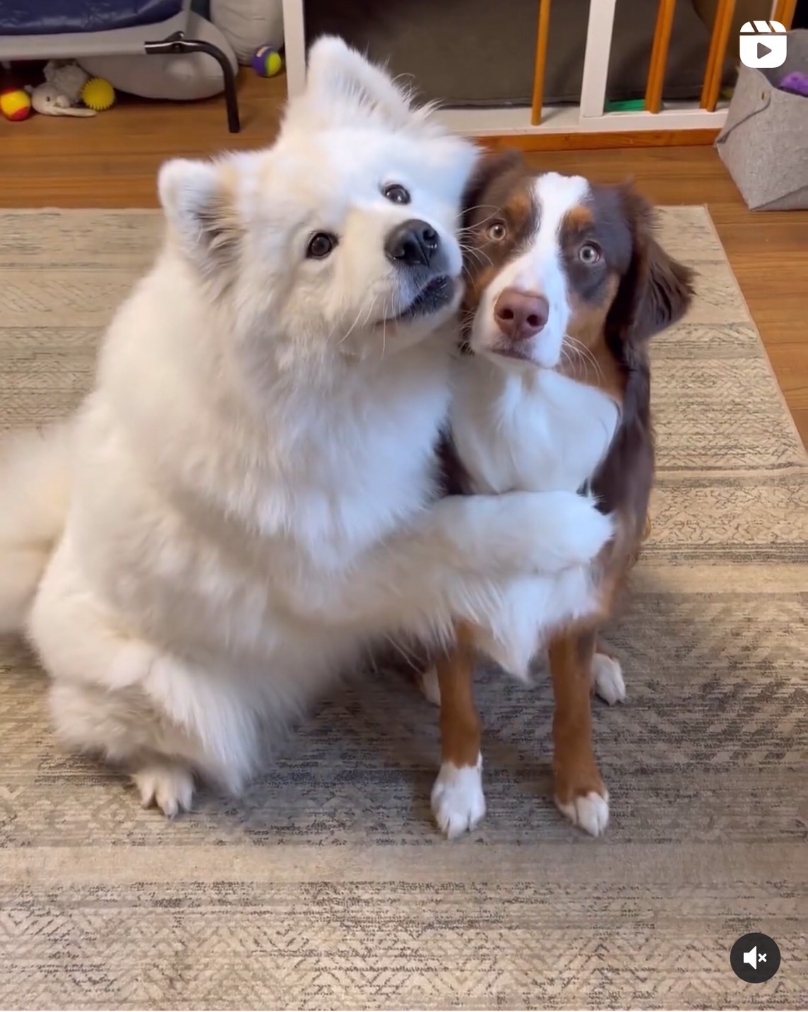 薩摩耶犬擁抱小腳腳可愛又溫馨
