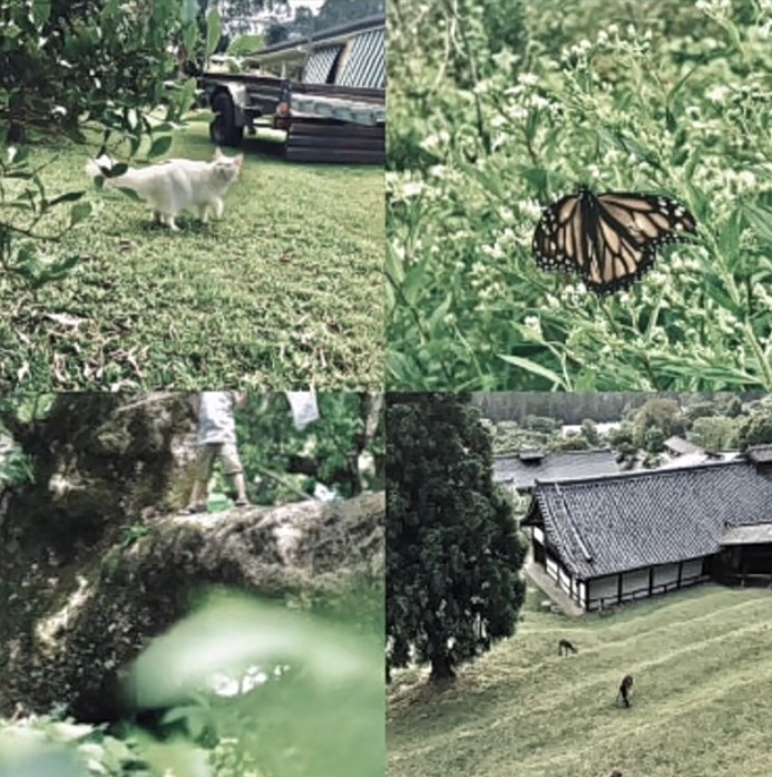 調色參數4:靜謐小森林