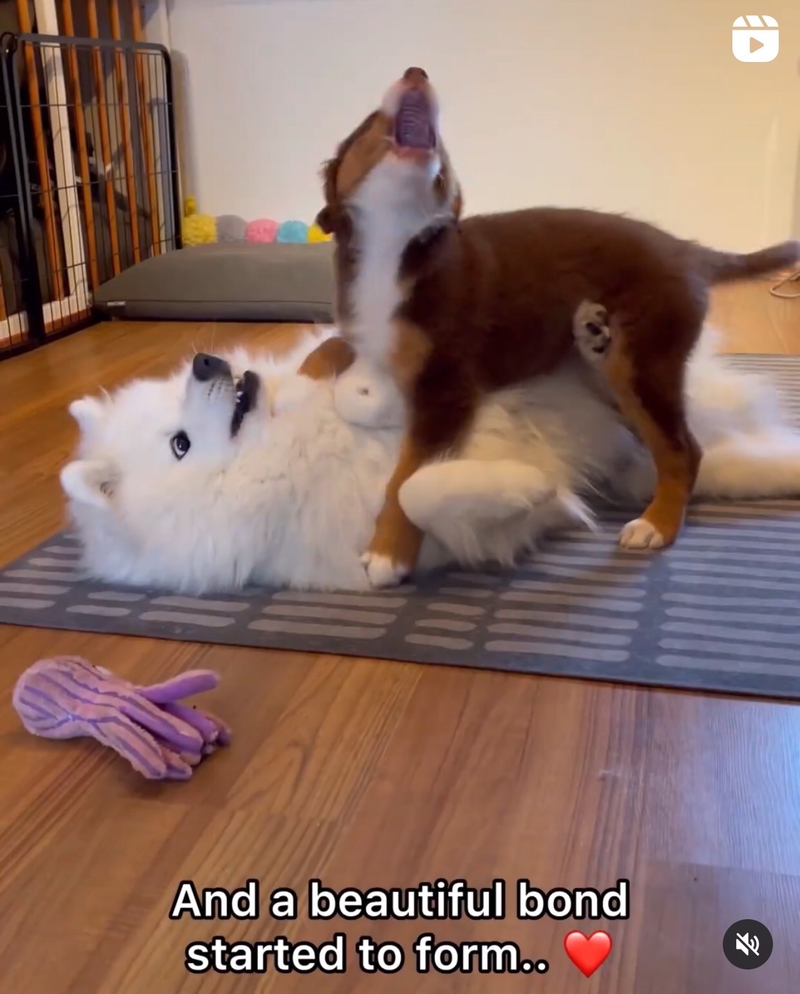 薩摩耶犬和狗妹妹玩耍超溫馨