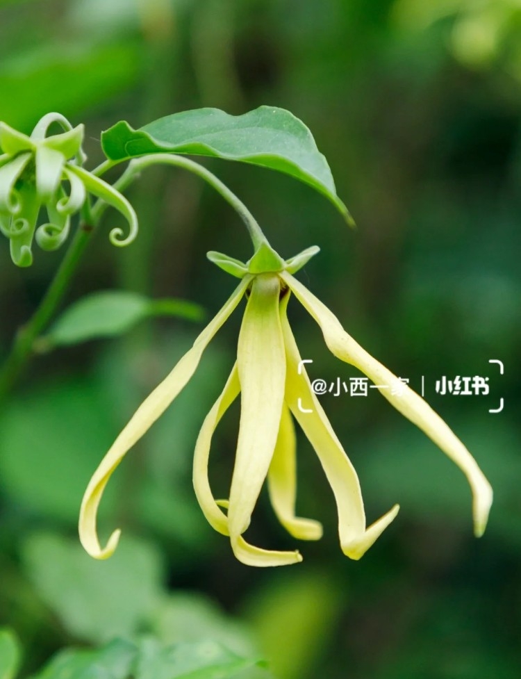 小紅書＠小西一家