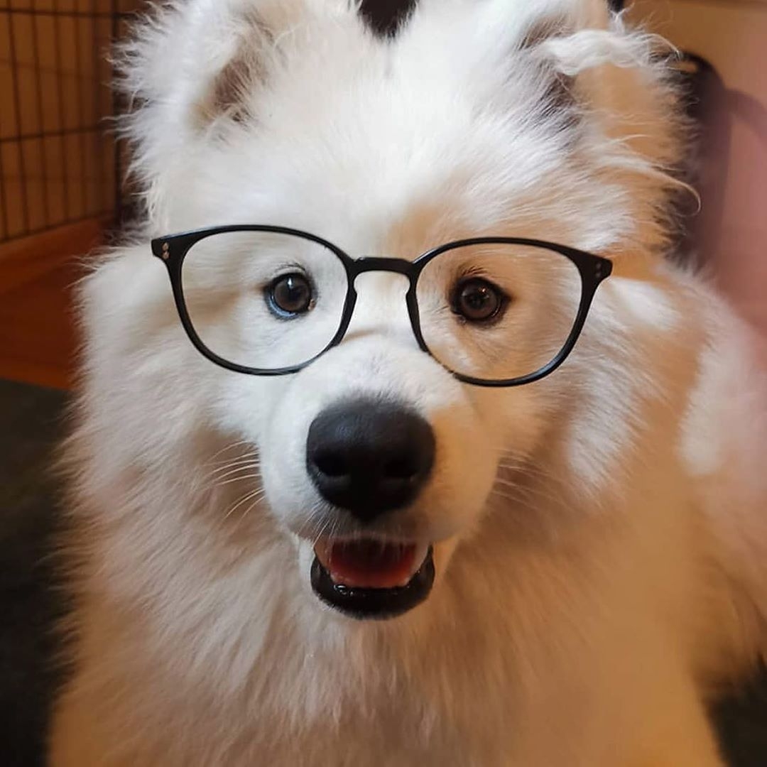 薩摩耶犬戴眼鏡