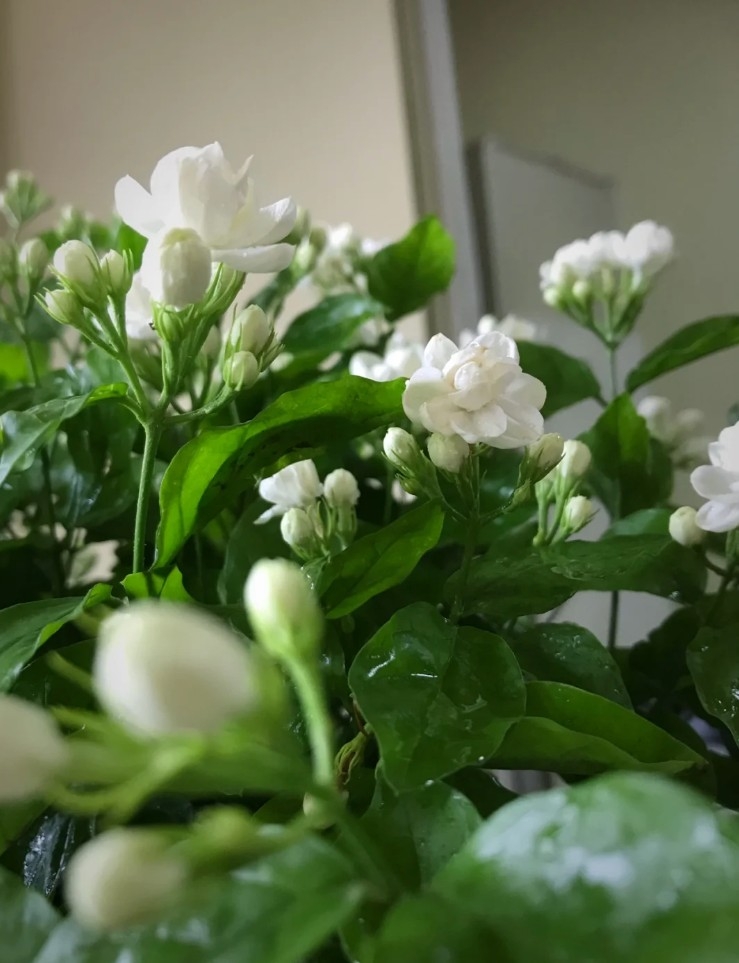 小紅書＠微微笑