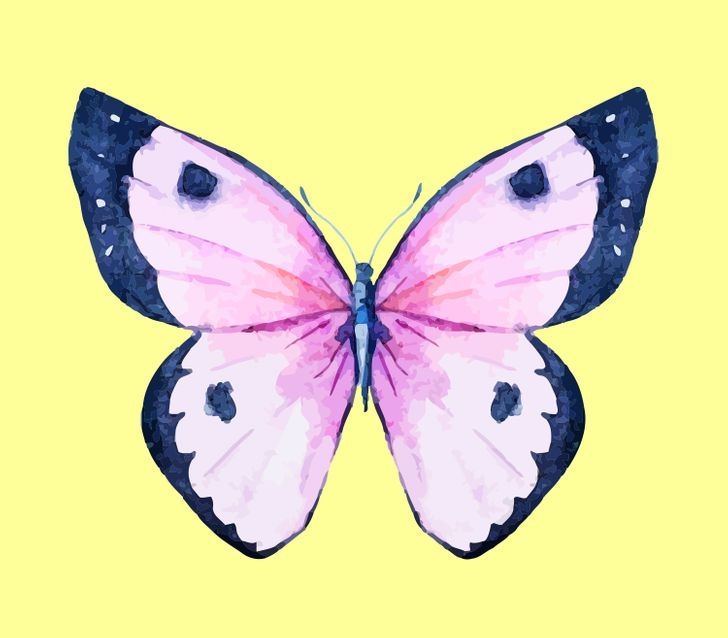 6號粉蝶