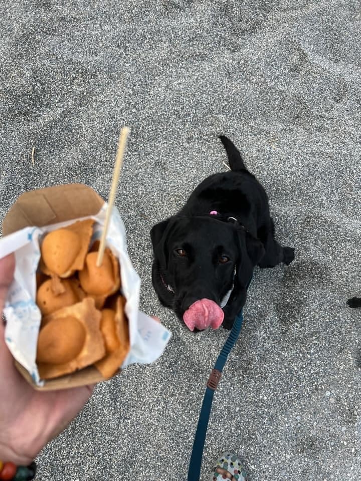 Tyfd-K9桃園搜救犬隊於留言處回應搜救犬的伙食內容