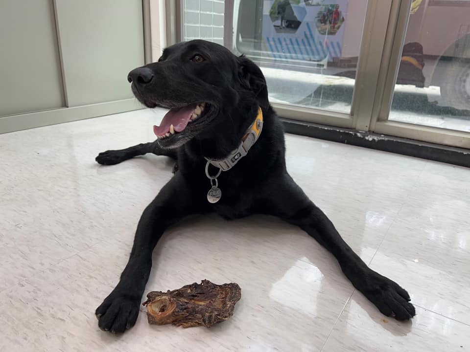 Tyfd-K9桃園搜救犬隊於留言處回應搜救犬的伙食內容