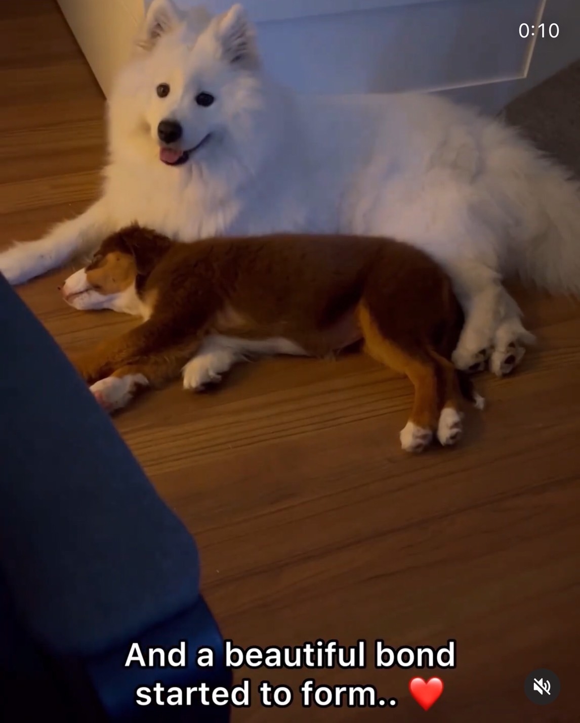 薩摩耶犬姐姐守護妹妹睡覺