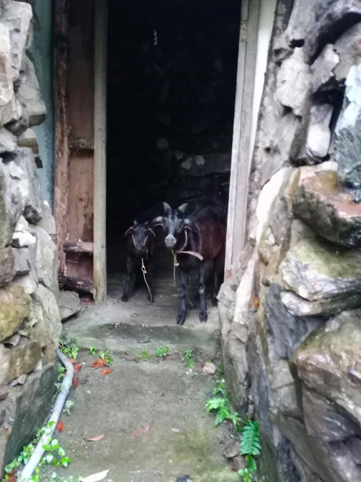 李棟山阿伯自己養的羊,也客串了《咒》