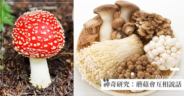 科學家研究發現「蘑菇會互相說話」最多運用50個單字，討論天氣和接下來面對的危險！