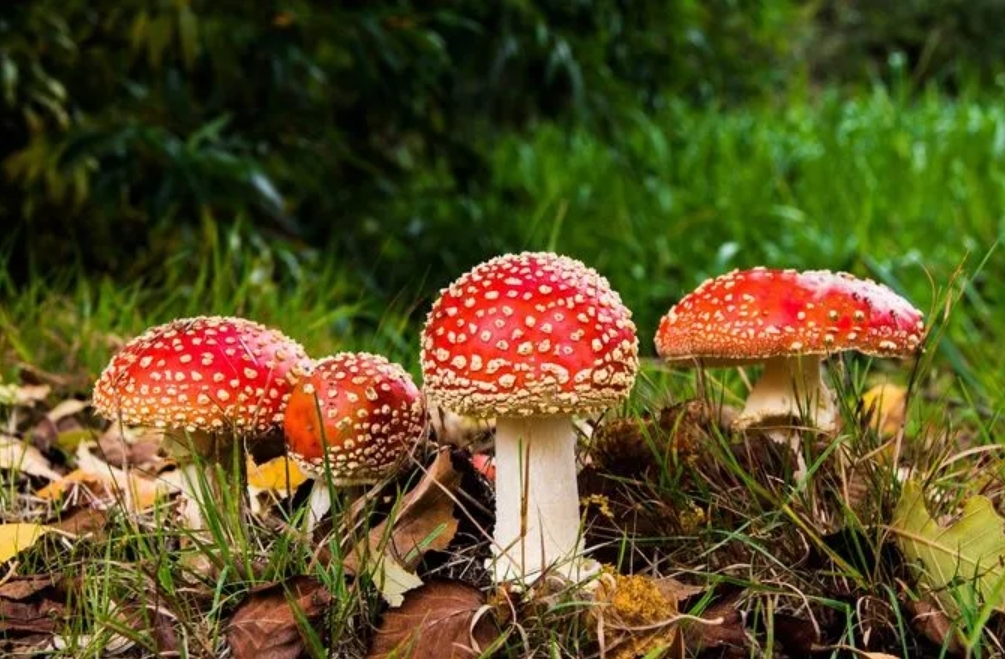 科學家發現蘑菇會互相說話