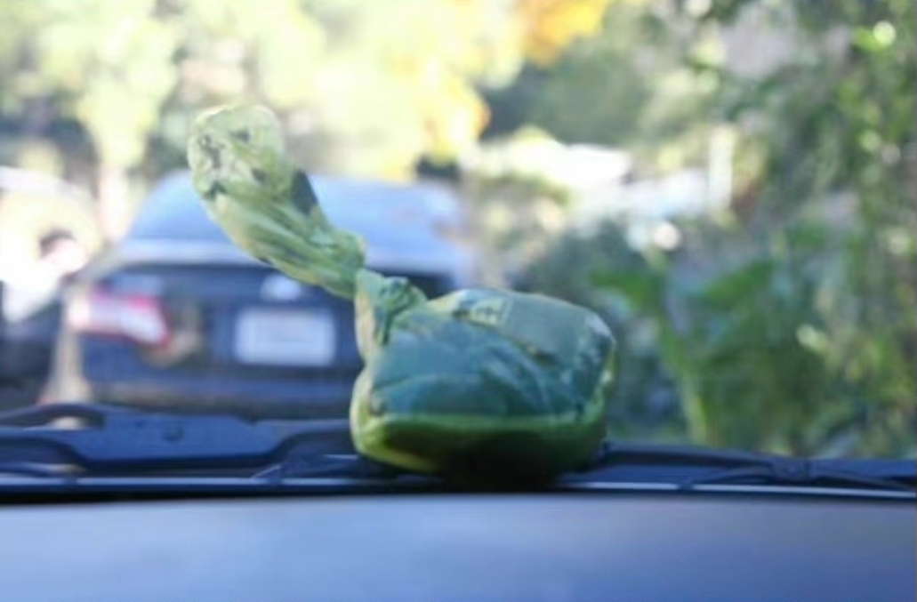 狗仔拍下安海瑟薇留下的狗屎，用塑膠袋包裹住