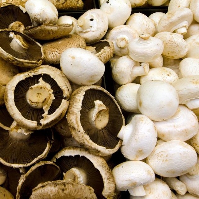 科學家發現蘑菇會互相「打電話」溝通