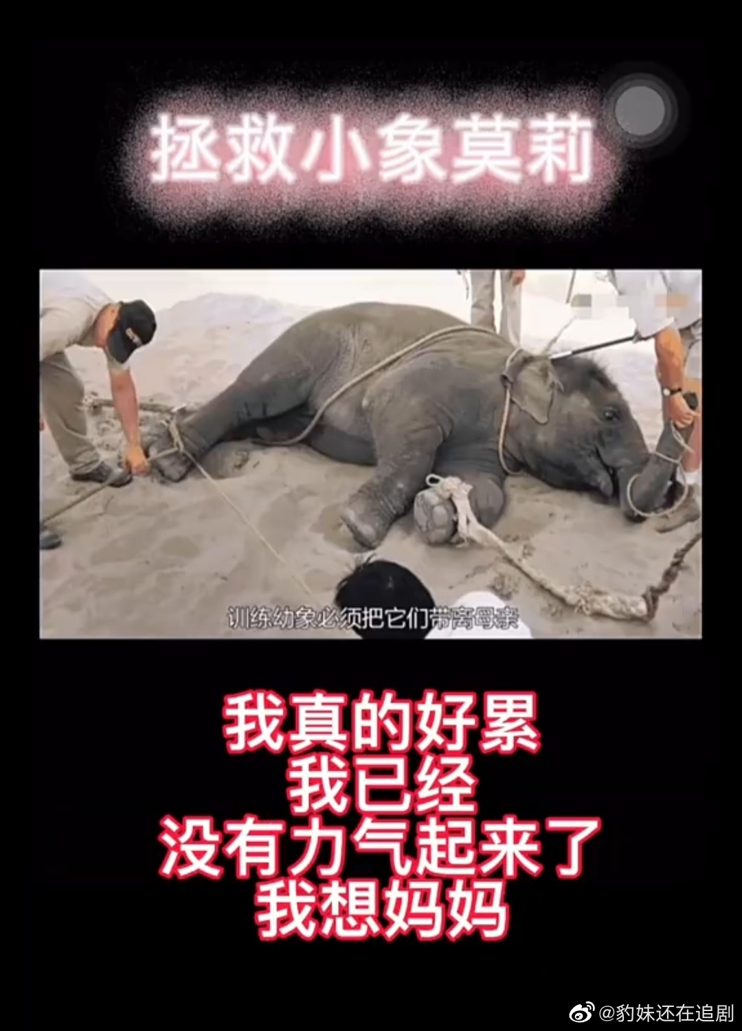 小象莫莉在還沒斷奶的年紀就被虐待