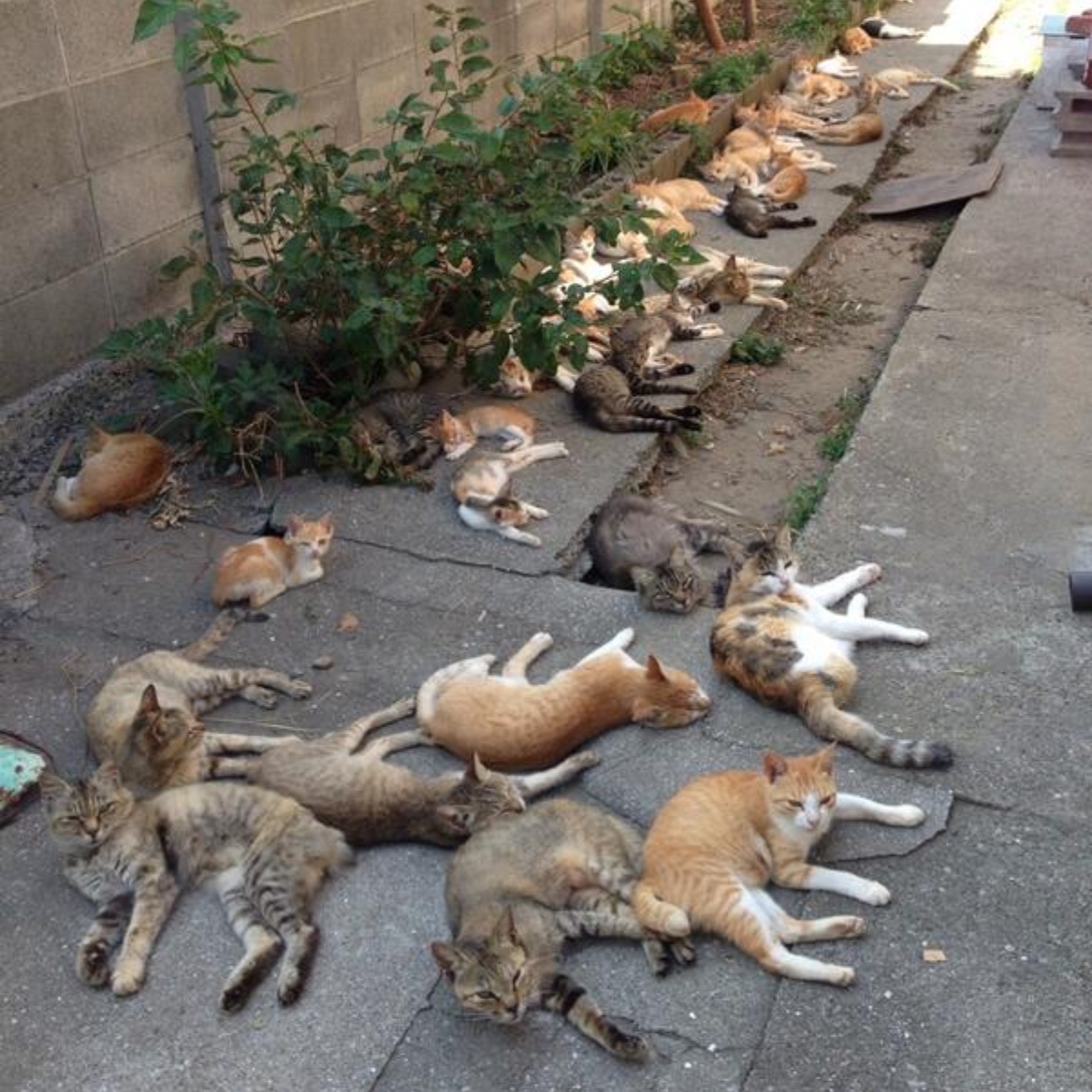 網友種貓薄荷吸引大批貓咪