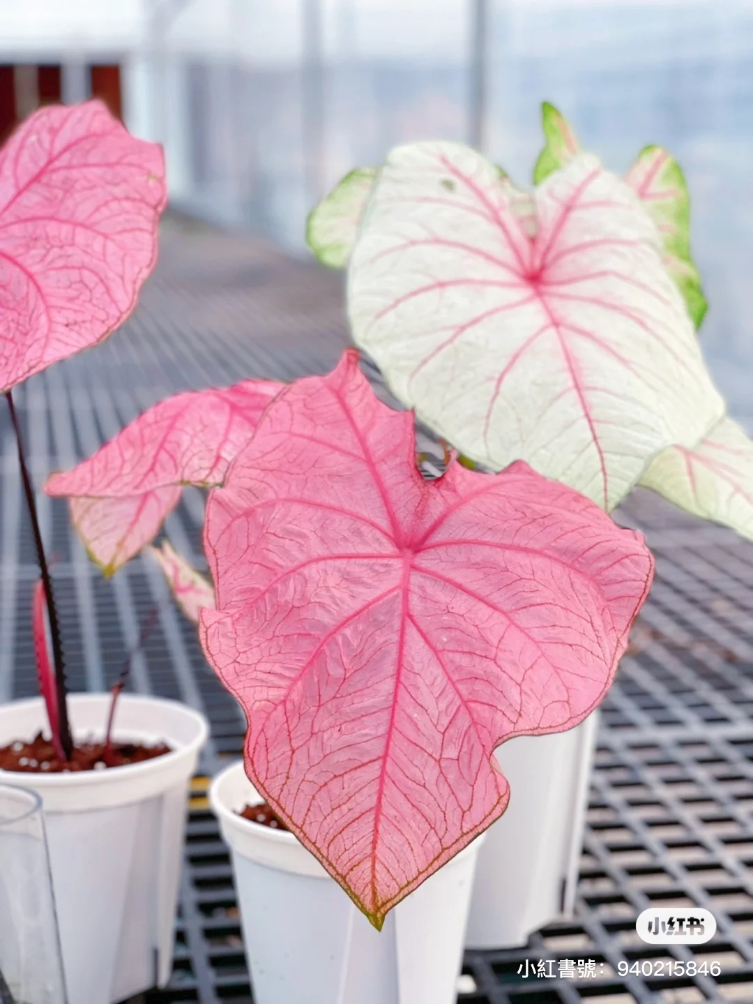 彩葉芋葉片呈現粉嫩粉紅色
