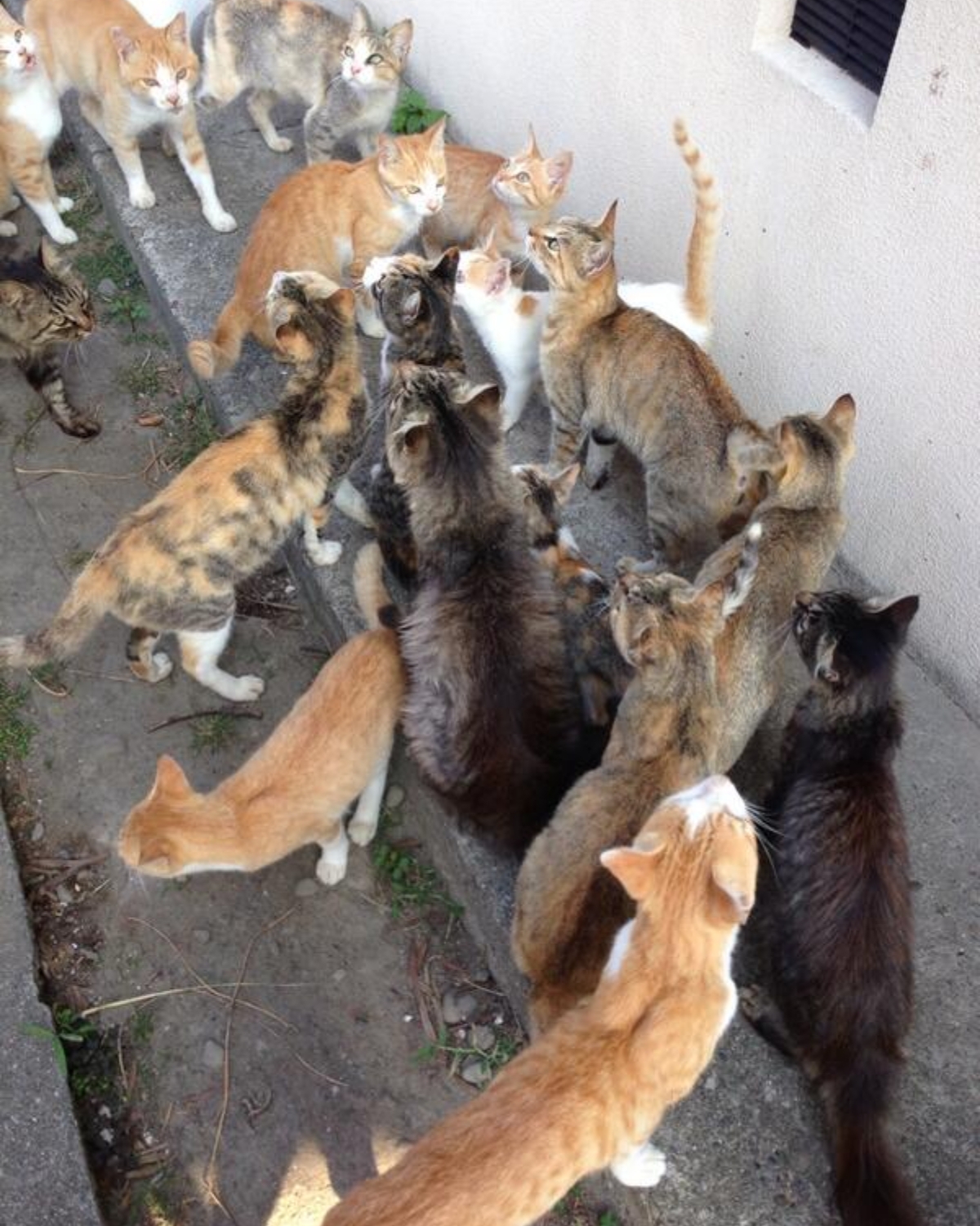 網友種貓薄荷吸引大批貓咪