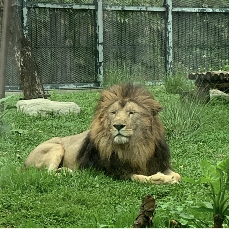 還原呆萌齊劉海經過