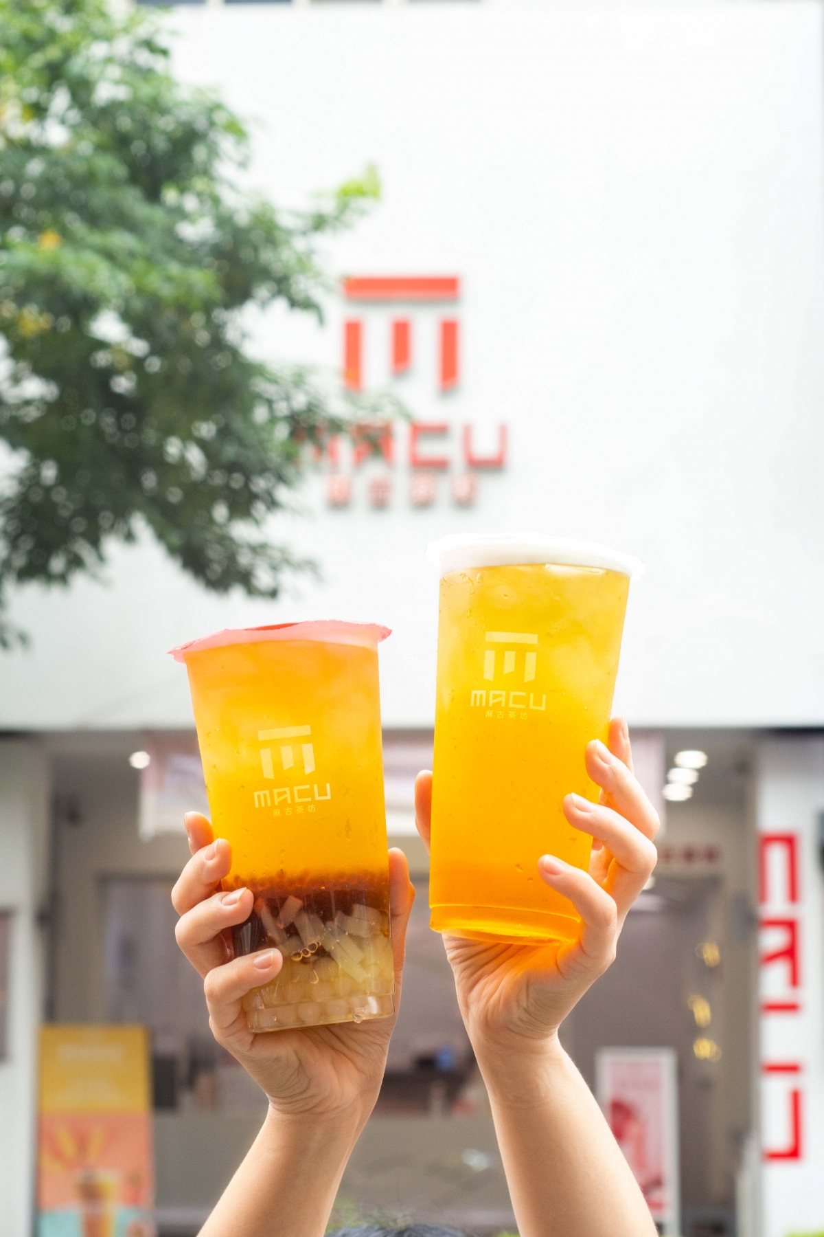 麻古茶坊高山金萱