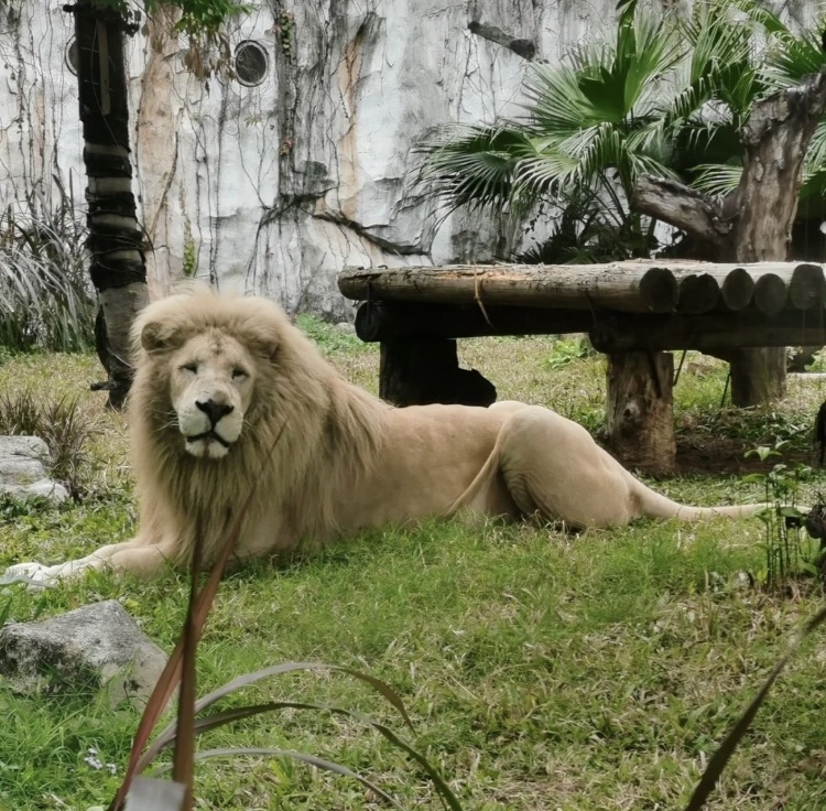 還原呆萌齊劉海經過