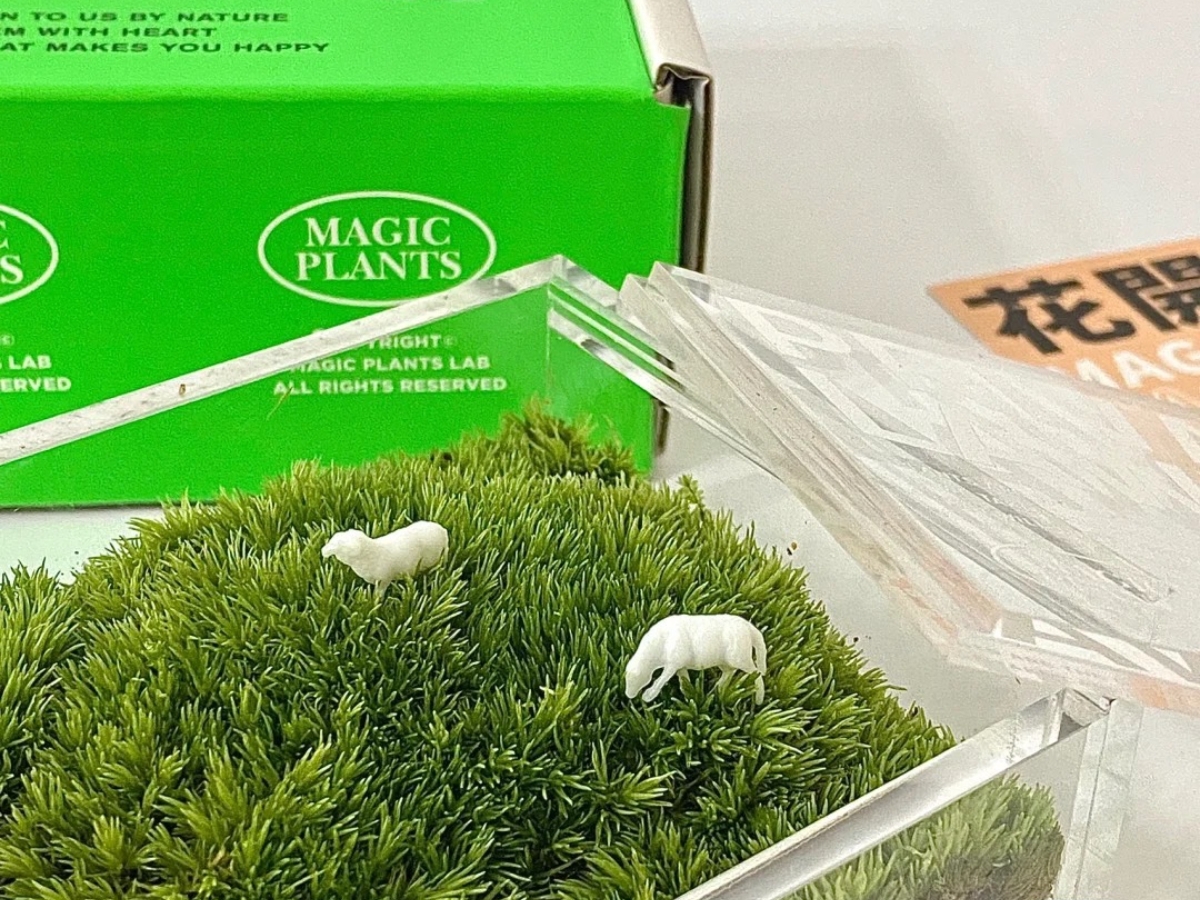 超療癒桌上型苔蘚