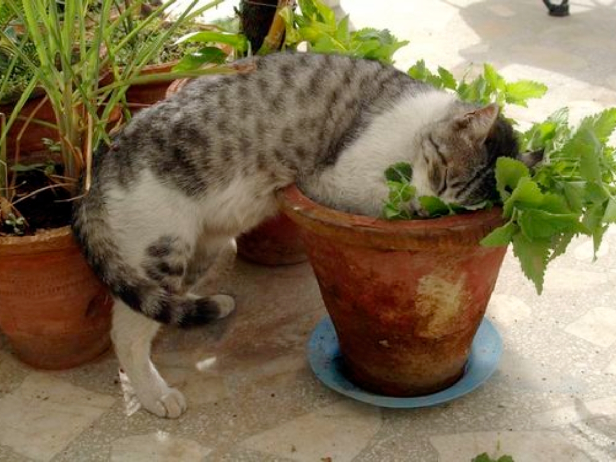 貓咪遇上貓薄荷