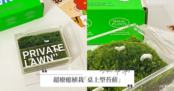 擁有私人草原不是夢！超療癒植栽「桌上型苔蘚」，青青草原上還有小羊在吃草！