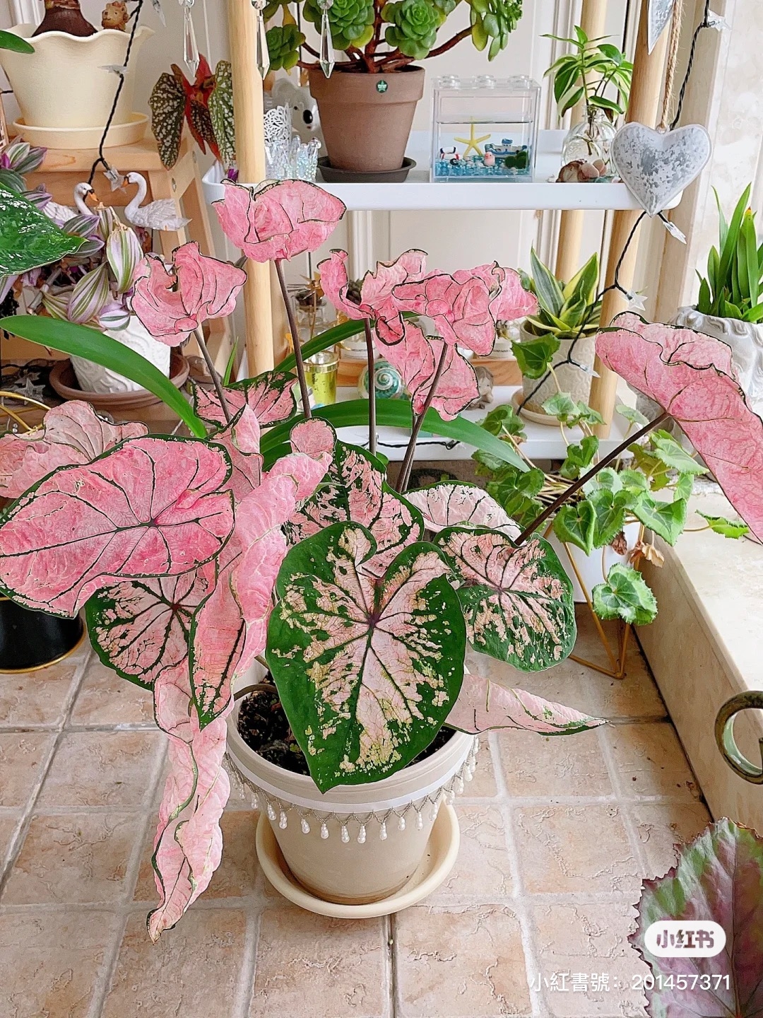 療癒植物彩葉芋