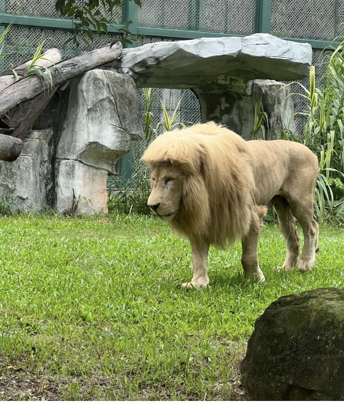 廣州動物園齊劉海白獅
