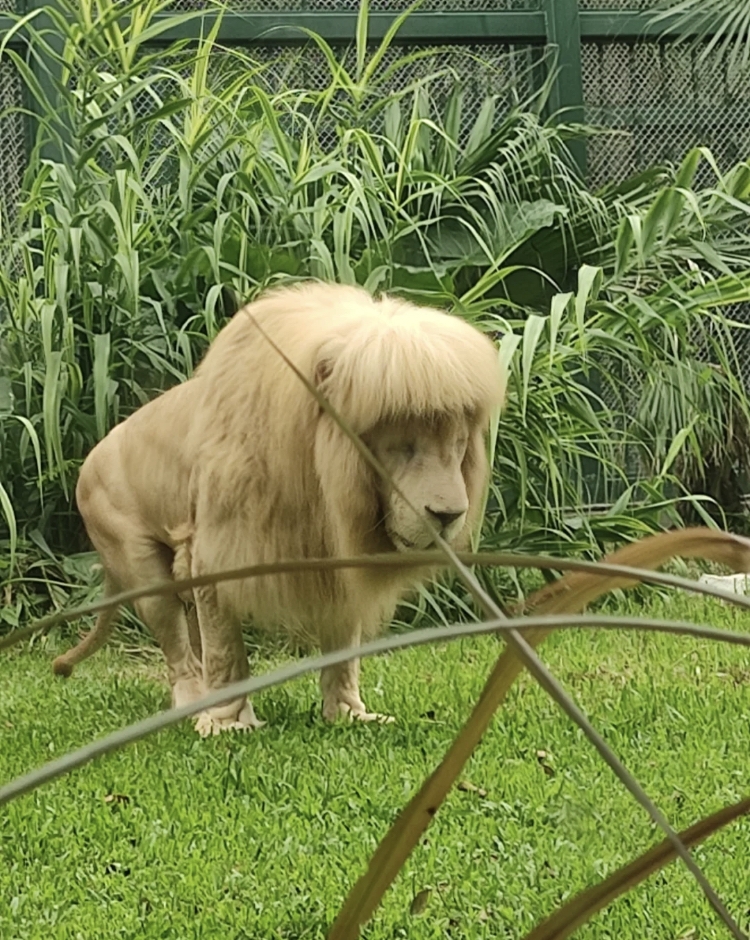 廣州動物園齊劉海白獅