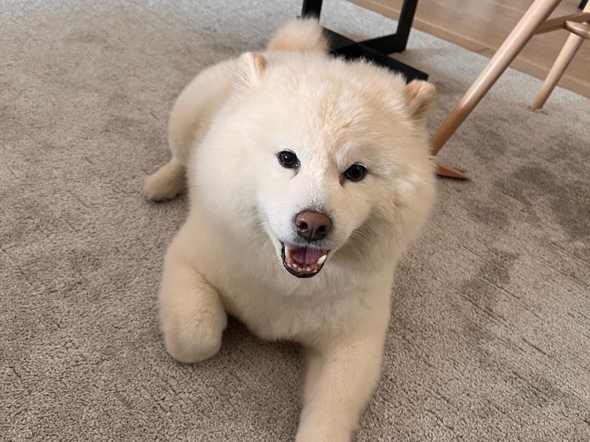 周興哲養的小狗蕭邦